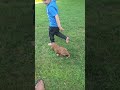 Cavapoo dogs for sale: Hazel - Video 1