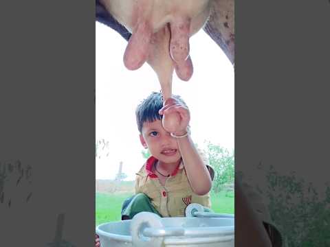 Choti choti gaiya ccc