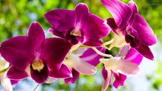 Download lagu Kokoro No Tomo - Mayumi Itsuwa (Lirik Terjemahan) mp3 Download lagu Kokoro No Tomo - Mayumi Itsuwa (Lirik Terjemahan) mp3