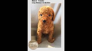 Lucy Romeo 6-15-18 litter