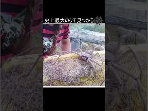 研究者らがオーストラリアで巨大クモを発見 – 「これまでに発見された中で最大のもの」
