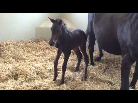 TEMPLERIN's Colt Foal 08 April 2016a