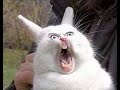 How To NOT Draw A Rabbit Like A PROFESSIONAL