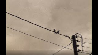 Johnny Cash &quot;Bird on A Wire&quot;