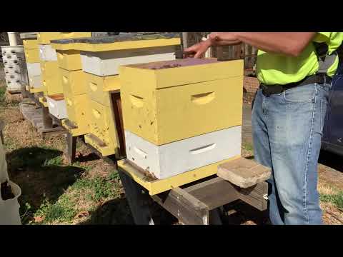 Wintering bees without upper ventilation