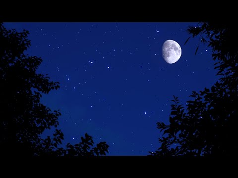 Cricket Noise for Sleeping 10 Hours | Binaural Nighttime Ambience | Nature Sleep Sounds
