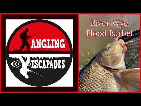 Flooded River Wye Barbel