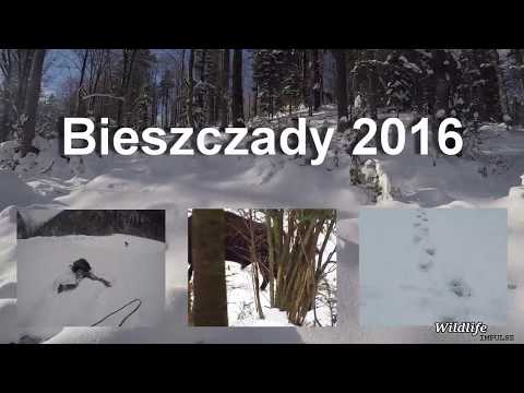 Bieszczady: looking for wildlife - European Bison (Poland - 2016)