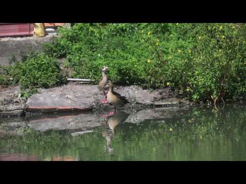 Egyptian goose，埃及雁