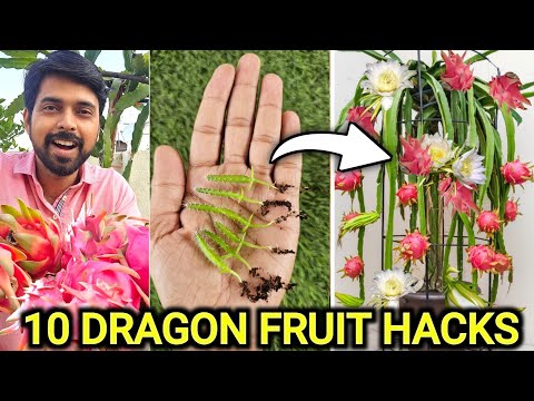 Top 10 Method to Grow Dragon fruit plant | Dragon Fruit Seeds to Harvesting