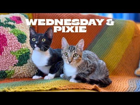 Wednesday Ortega, an adoptable Domestic Short Hair Mix in Narragansett, RI_image-1