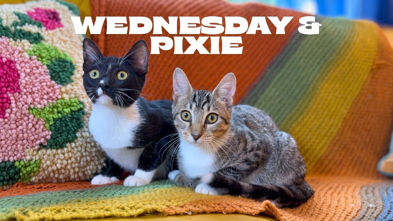 Enlarge Wednesday Ortega, a Adoptable mixed breed in Friendswood, TX video 2/6