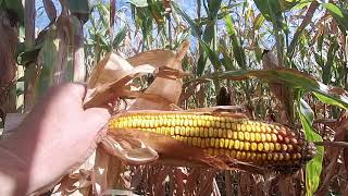 youtube_image