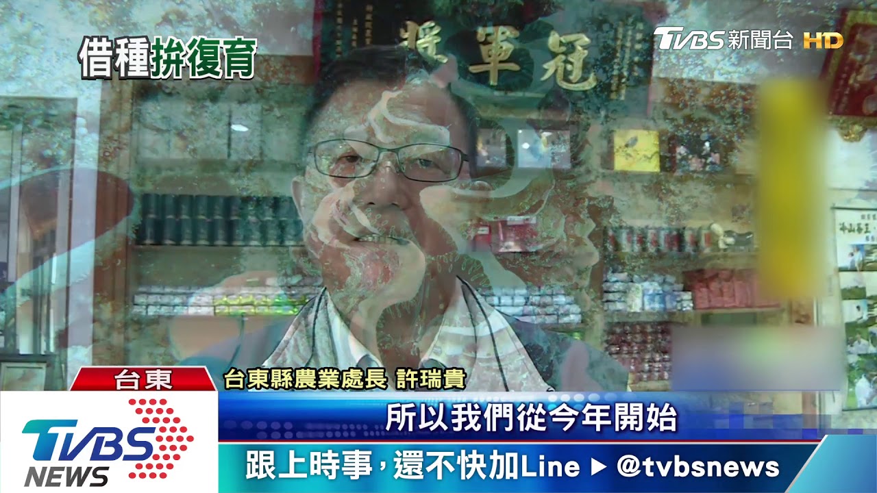 硨磲貝遭濫採 台東擬向澎湖「借種」復育