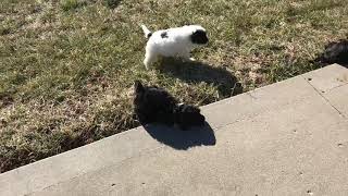 Video preview image #1 Portuguese Water Dog Puppy For Sale in BALDWIN, KS, USA