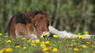 Let's Rest with the Animals