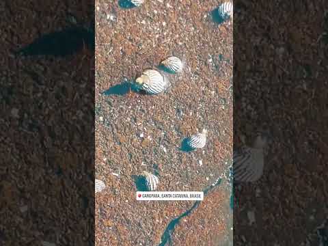 Costão e Seus Detalhes na Praia de Garopaba SC