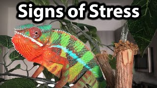 How to tell if a chameleon is stressed