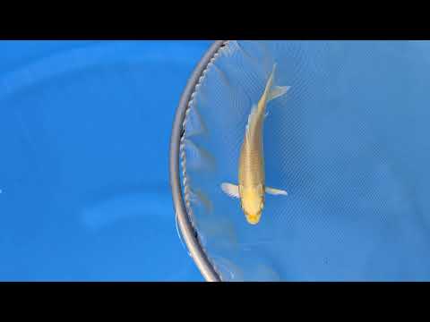 12174 Yamabuki Ogon Tosai Izumiya Koi Farm