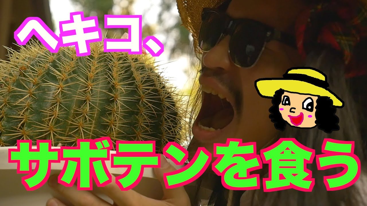 【激痛】ヘキコ、サボテンを食う【処女喪失】
