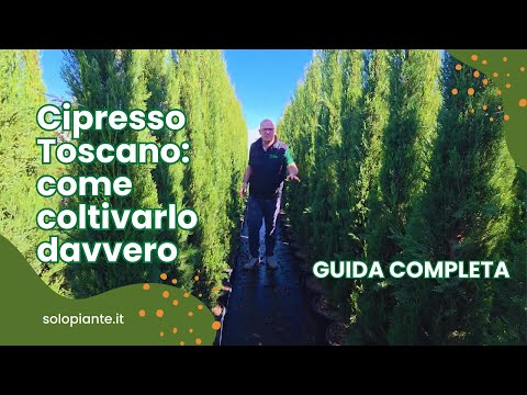 Cipresso Toscano: come coltivarlo e come usarlo in giardino ✅ Guida completa