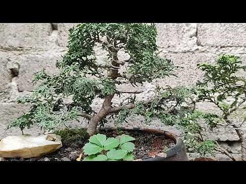 HINOKI , Trabajo de Ramificación...