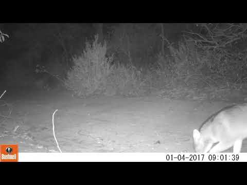 Lobinho (Cerdocyon thous) - monitoramento de fauna no Cerrado de Santa Rita do Pardo, MS