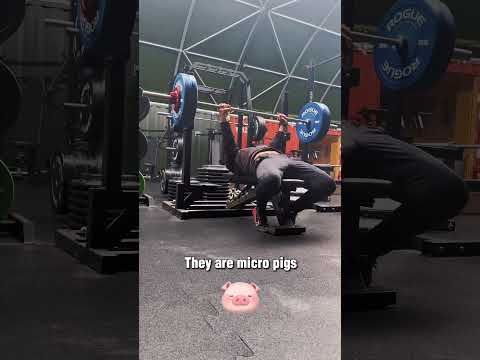 The best gym equipment for strength and muscle gains! #shorts