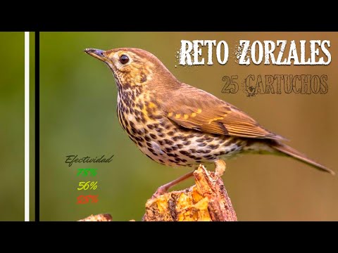 Caza del ZORZAL al Paso 🐦¡Con 25 Cartuchos logramos cobrar ❌ Zorzales!🧐
