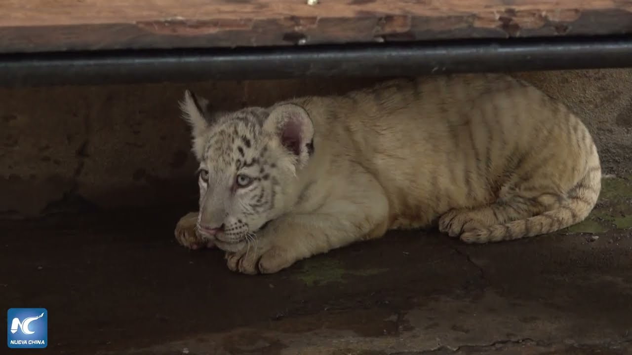 Nacen en Nicaragua dos tigresas hijas de una ligre, un caso poco común