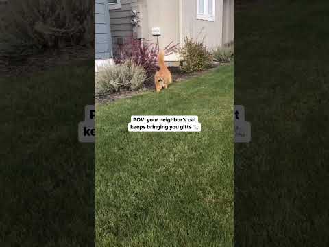 Christmas came early 😹via @cori.koba #shorts #gingercat #catsoftiktok #orangecats #catlover #cats