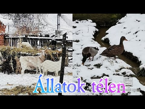 , title : '#Állatarttás télen nehézségek'