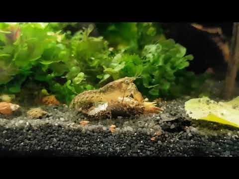 Alabama Zwergfluss Paarung Alabama Zwergflusskrebs, Cambarellus spec. Alabama