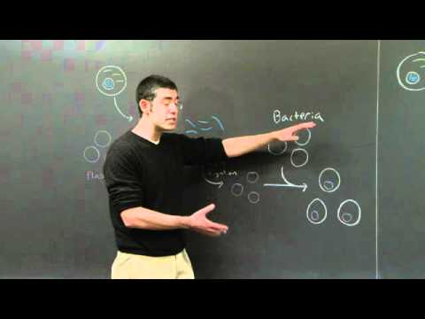 Genomic and cDNA Libraries | MIT 7.01SC Fundamentals of Biology