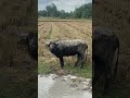 Angry Water buffalo are not happy after there Thai mud bath massage #animals #buffalo #youtubeshorts