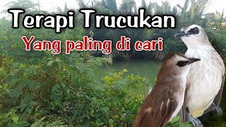 Download lagu TERAPI TRUCUKAN STRES Dengan suara air AMPUH mengatasi TRUCUK STRES Macet bunyi BIAR CEPAT GACOR mp3