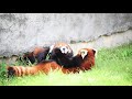 Angry Red Pandas Fighting 👆👆👆