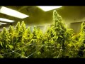 Anthony B - Smoke Weed Everyday