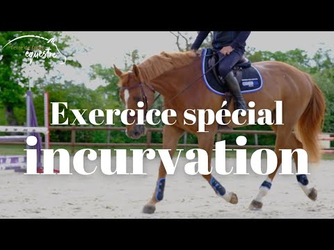 Exercice pour améliorer l'incurvation et la symétrie de votre cheval