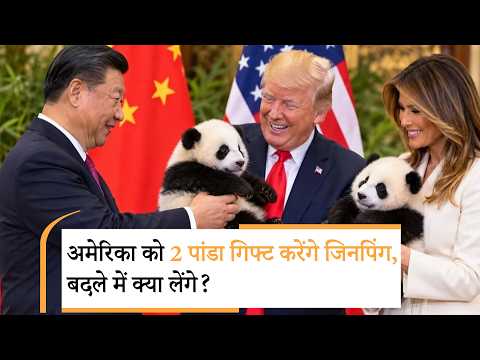 China Panda Diplomacy | अमेरिका को मिलेंगे 2 पांडा, Ping Ping और Fu Shuang China Panda Diplomacy | अमेरिका को मिलेंगे 2 पांडा, Ping Ping और Fu Shuang