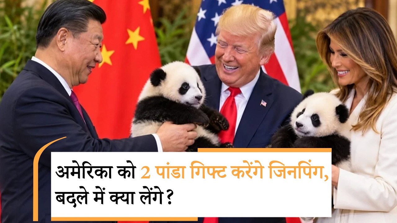 China Panda Diplomacy | अमेरिका को मिलेंगे 2 पांडा, Ping Ping और Fu Shuang China Panda Diplomacy | अमेरिका को मिलेंगे 2 पांडा, Ping Ping और Fu Shuang