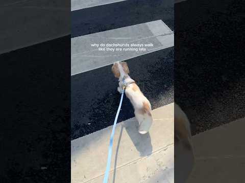 Like we have nowhere to be 😂 #dachshund