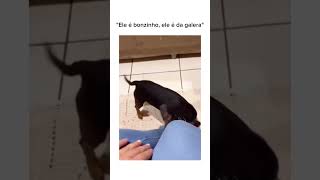 Ele é bonzinho, ele é da galera #memes