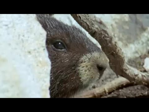 Waking up from Hibernation | Animals: The Inside Story | BBC Earth