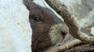 Waking up from Hibernation | Animals: The Inside Story | BBC
