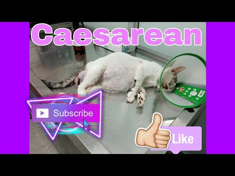 CAESAREAN NG NANGANAK ANG AKING SI LONNA| PURPLE TIME