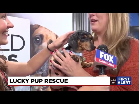 Four Legged Friends: Addie - YouTube