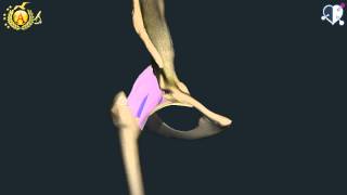 Apparato locomotore 40: Articolazione Coxofemorale