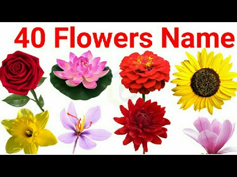 flowers name, 40 flowers name, flowers name with spelling