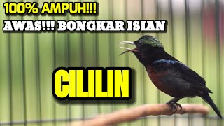 Download lagu MASTERAN KONIN TERBAIK ISIAN CILILIN INI COCOK BUAT MATERI KOLIBRI NINJA ANDA mp3